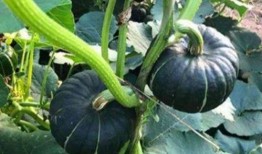 网红大瓜在哪找,揭秘热门事件背后的秘密聚集地